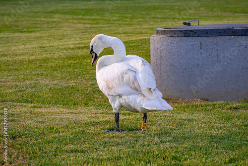 A photo of a white swan standing in the grass