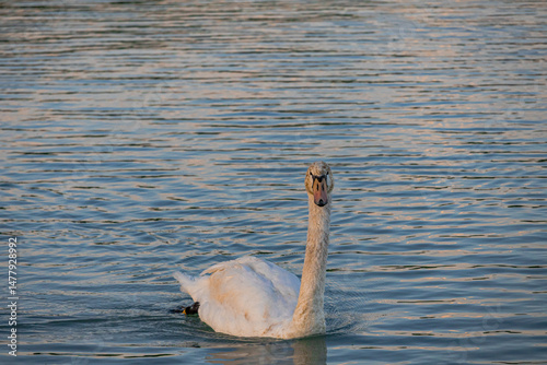 Fototapeta Naklejka Na Ścianę i Meble -  A photo of a swan swimming in the water