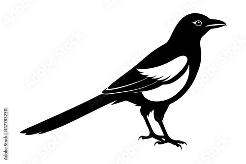 Magpie Silhouette vector
