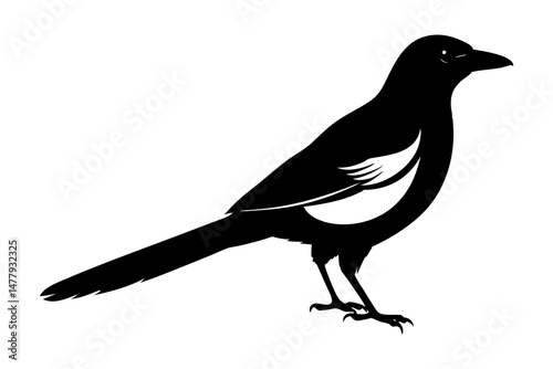 Magpie Silhouette vector