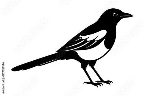 Magpie Silhouette vector