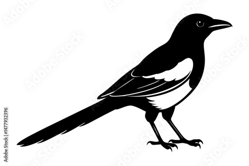 Magpie Silhouette vector