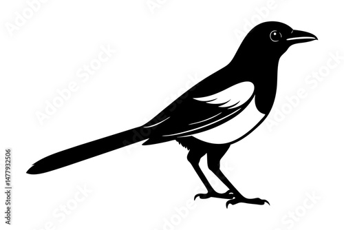 Magpie Silhouette vector