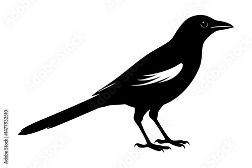 Magpie Silhouette vector
