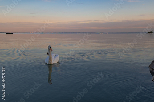 A photo of a swan swimming in the water