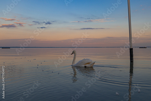 A photo of a swan swimming in the water