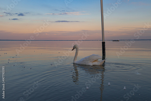 A photo of a swan swimming in the water