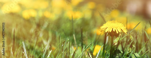Green field with yellow dandelions swaying in the wind. Close-up of yellow spring flowers on the ground under the morning sun. Medicinal plant.