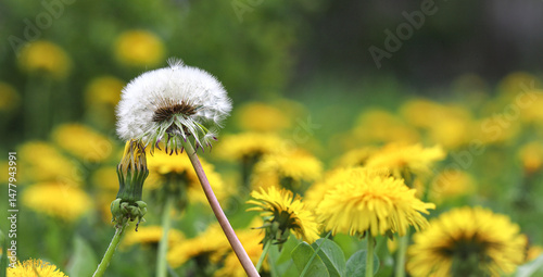 Green field with yellow dandelions swaying in the wind. Close-up of white parachutes of spring flowers on the ground under the morning sun. Medicinal plant.