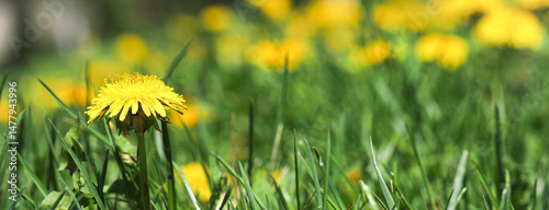 Green field with yellow dandelions swaying in the wind. Close-up of yellow spring flowers on the ground under the morning sun. Medicinal plant.