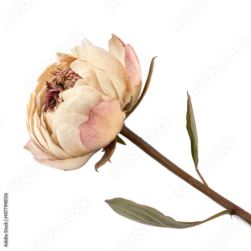 Cream Ranunculus Flower