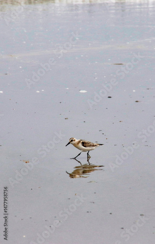 Shorebird Walking Along a Sandy Beach at Low Tide