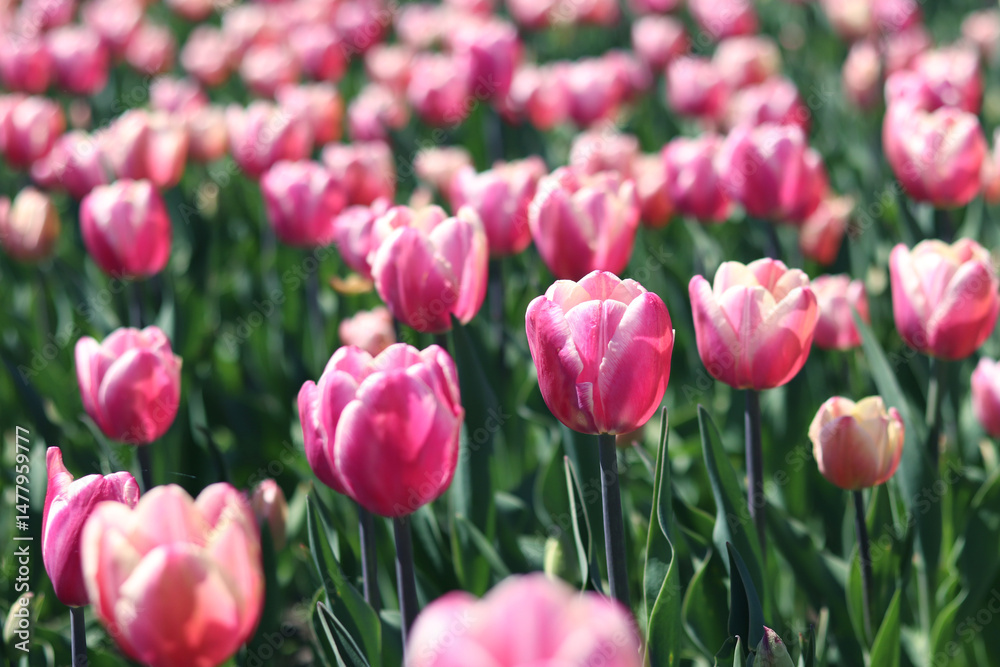Fototapeta premium Tulip blooming period. Beautiful bright flowers close-up. Field of pink tulips. Park. Natural spring background. Photo of flowers for postcards
