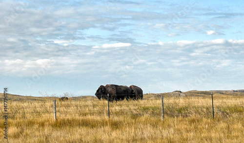 American Bison Grazing in the Fields of South Dakota