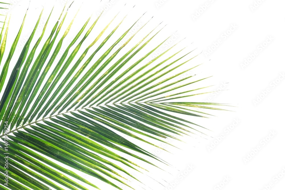 Fototapeta premium Coconut leaves on white isolated background for green foliage backdrop 