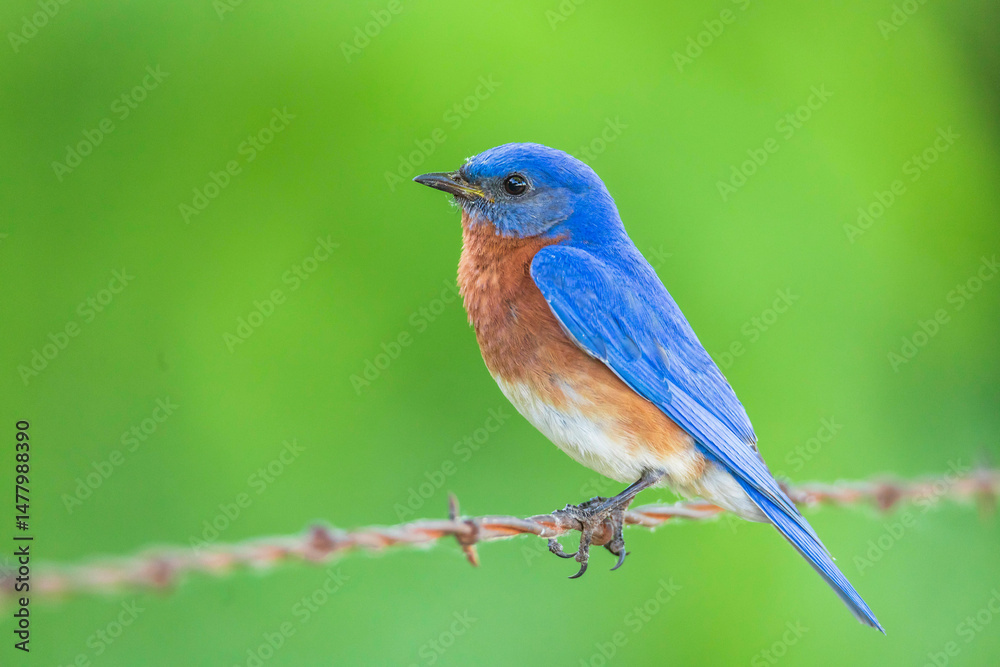 Eastern bluebird - Sialia sialis - Fort Worth, Texas, USA Eastern bluebird - Sialia sialis - Fort Worth, Texas, USA