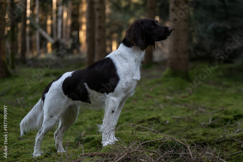 Kleiner Münsterländer Jagdhund