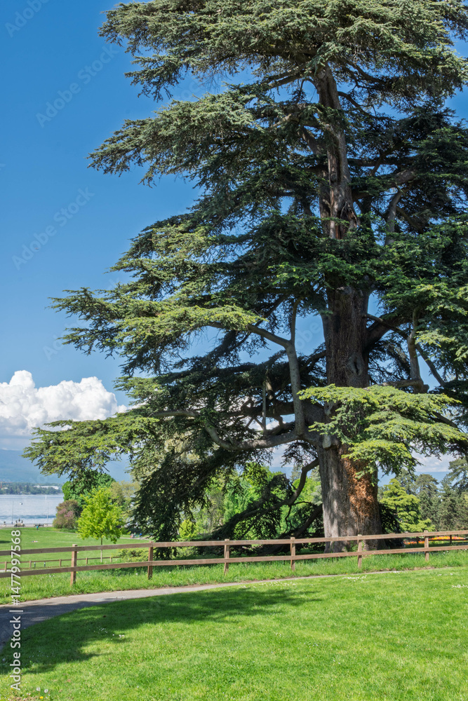 Obraz premium Arbre majestueux au parc La Grange à Genève