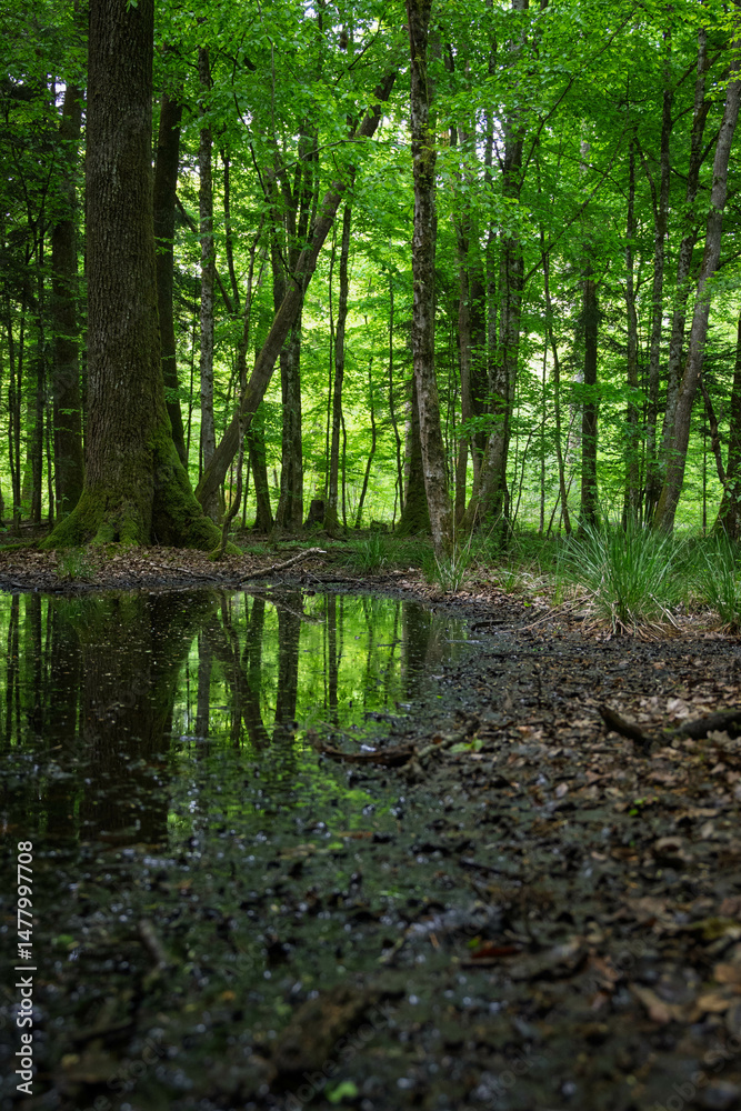 Obraz premium Une forêt humide et sombre au printemps, où la mousse recouvre le sol détrempé et où la lumière filtre à peine à travers les feuillages denses.
