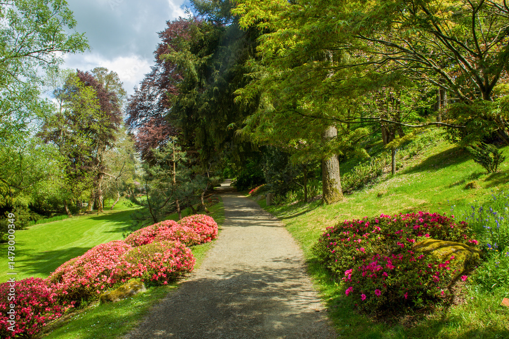 Awe rhododenron blossoms in Japanese garden in Maulevrier and grass meadow