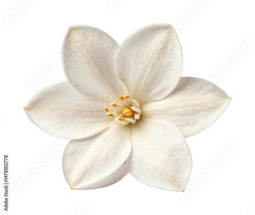 PNG Close-up of white jasmine flower with detailed petals and stamens