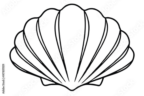 Detailed Outline of a Seashell with Distinct Ridges and FanLike Structure Illustration