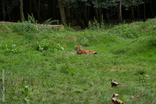 Renard