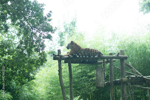 Tigre