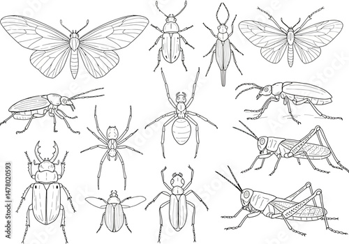 Diverse Array of Insects Spiders and Arthropods Featuring Butterflies Beetles Grasshoppers Moths and Other Invertebrates Showcasing the Wonders of Entomology and Biodiversity in Nature