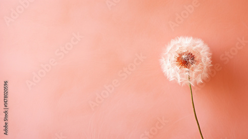 beautiful flower in the garden on a pink background.