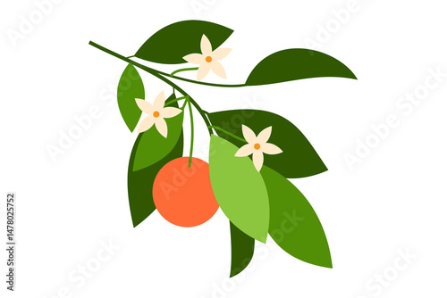 Minimal vector illustration of an orange fruit tree branch with green leaves and ripe orange and flowers. Flat design perfect for packaging, branding, web, and eco-friendly themes. PNG format.