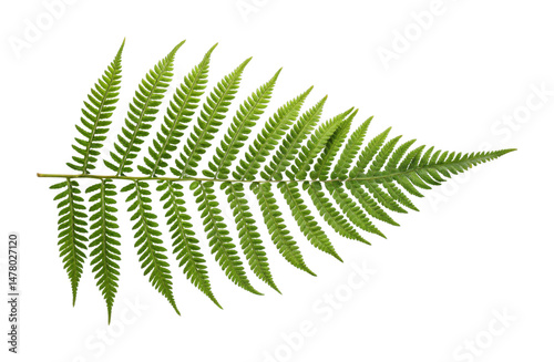 PNG Lush green fern leaf with intricate patterns