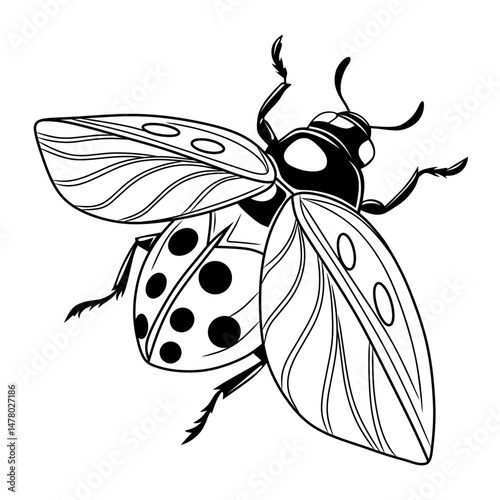 Line art illustration of a beetle with clear anatomical details, perfect for design projects, educational books, and digital artwork.