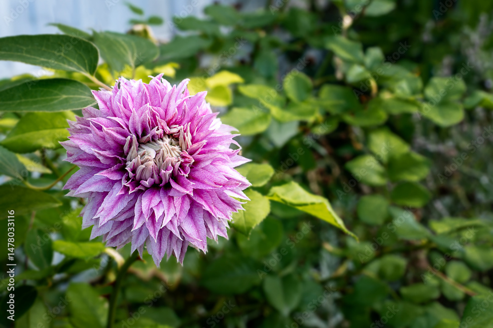 Obraz premium Flowering plant of clematis variety Josephine. Delicate terry large pink flowers in the light of sunset