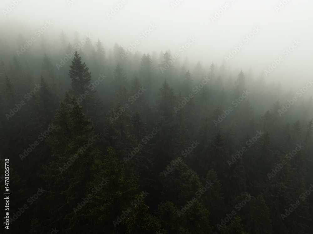 Aerial top view of summer green trees in forest with mountain river in Slovakia. Drone