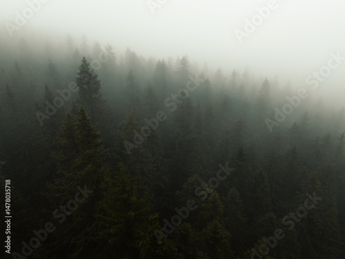 Obraz na płótnie Aerial top view of summer green trees in forest with mountain river in Slovakia. Drone w salonie