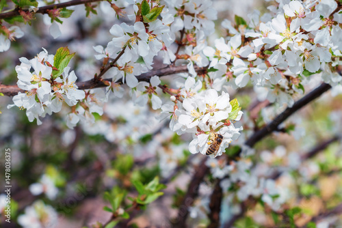 Bee on a white cherry blossom.