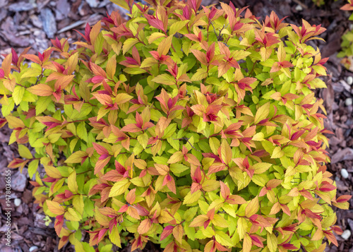 Red green foliage of Spiraea japonica.