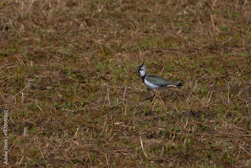 Lapwing, Northern Lapwing in the grass (Vanellus vanellus) Peewit