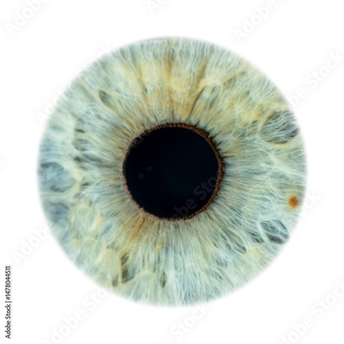 Super close-up of female green coloured closed iris. Structural and anatomical details of human eye on white background.