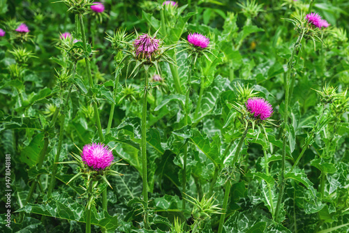 Milk thistle weed flower head, closeup. Purple flowering Saint Mary's thistle (Silybum marianum) or Cardus marianus uncultivated plant. photo