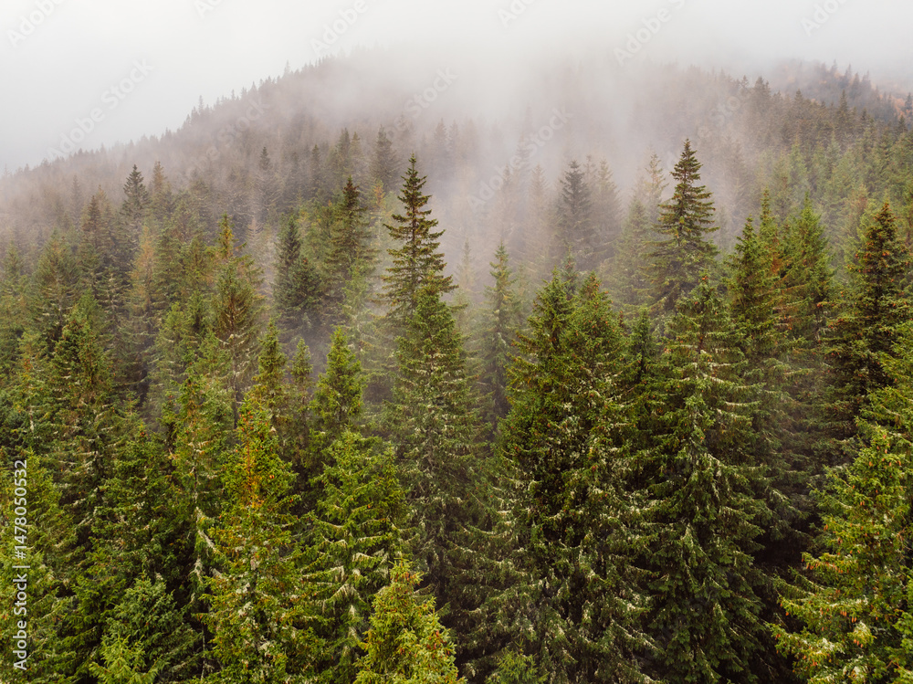 Aerial top view of summer green trees in forest mountain in Slovakia. Drone