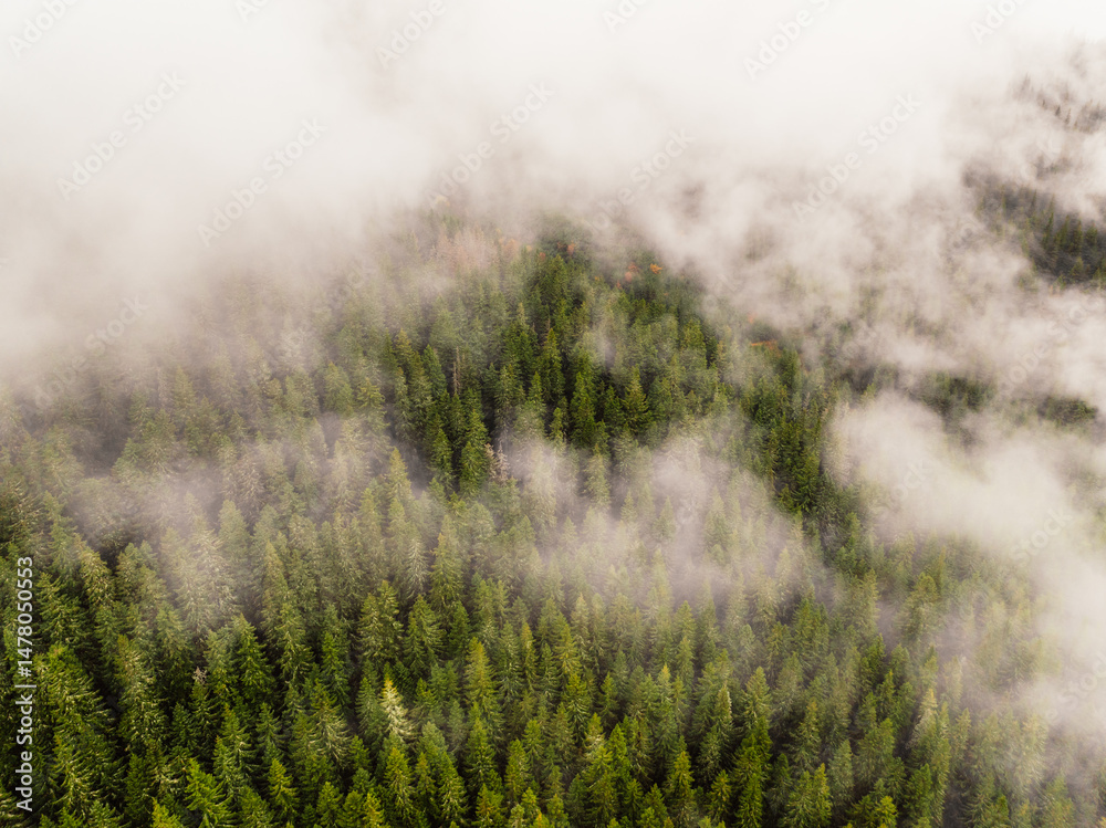 Aerial top view of summer green trees in forest mountain in Slovakia. Drone