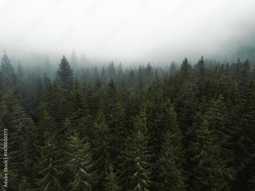 Aerial top view of summer green trees in forest with mountains in Slovakia. Drone