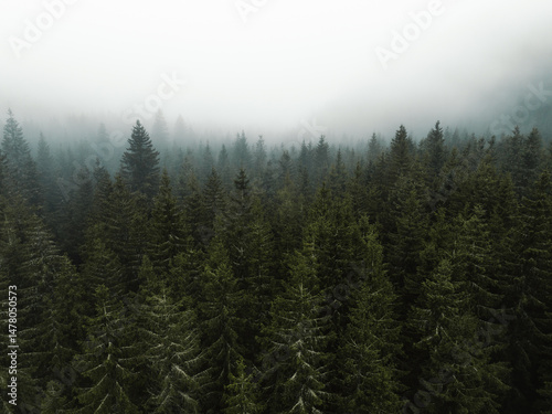 Obraz na płótnie Aerial top view of summer green trees in forest with mountains in Slovakia. Drone w salonie