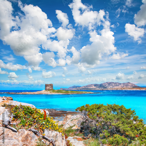 Unbelivable blooming flowers on Famous La Pelosa beach with Torre della Pelosa.