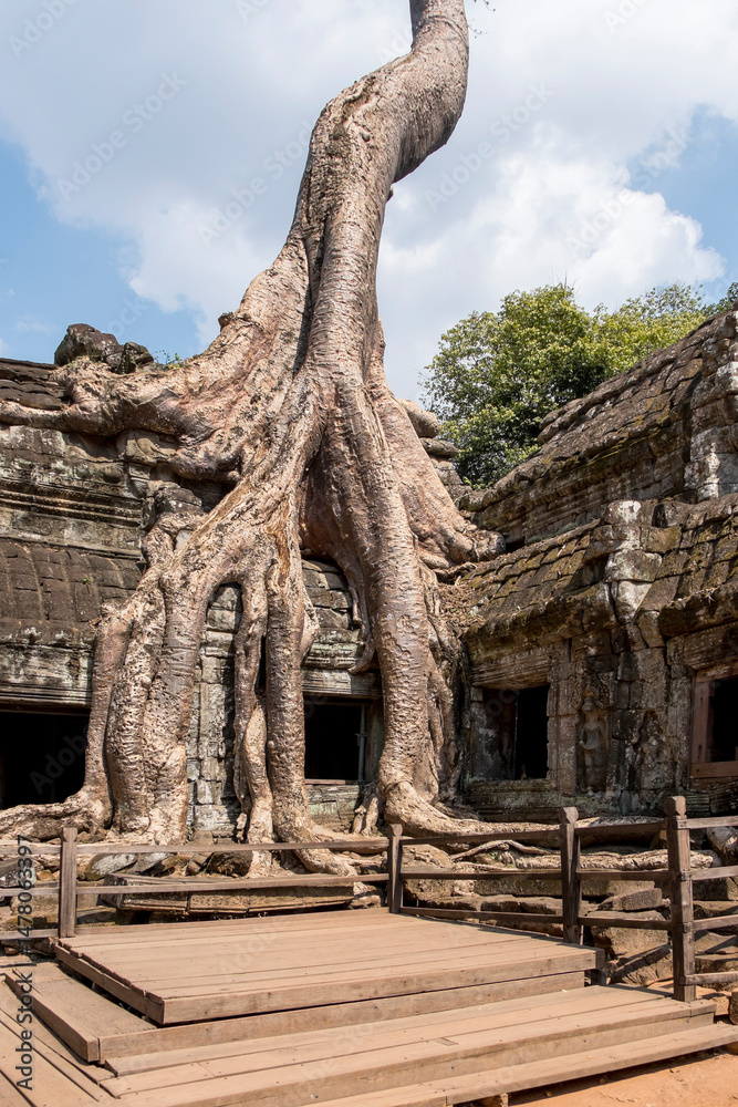 Naklejka premium Raíces y templos de Ta Prohm en Camboya