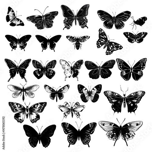 Black and White Butterfly Collection Vector Art
