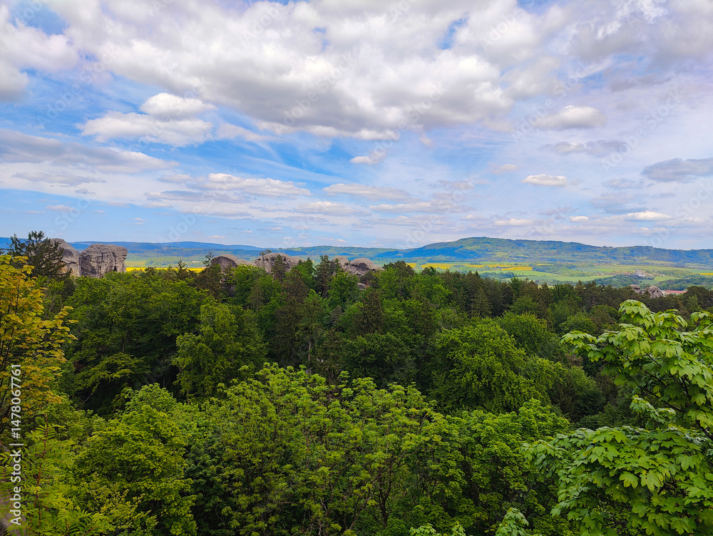 Fototapeta premium A view of a forested area with trees and mountains in the background