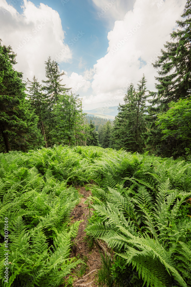 Pilsko Ski Resort, located on the border of Slovakia and Poland, offering scenic tourist trail on Pilsko Mountain in the Beskids, Poland